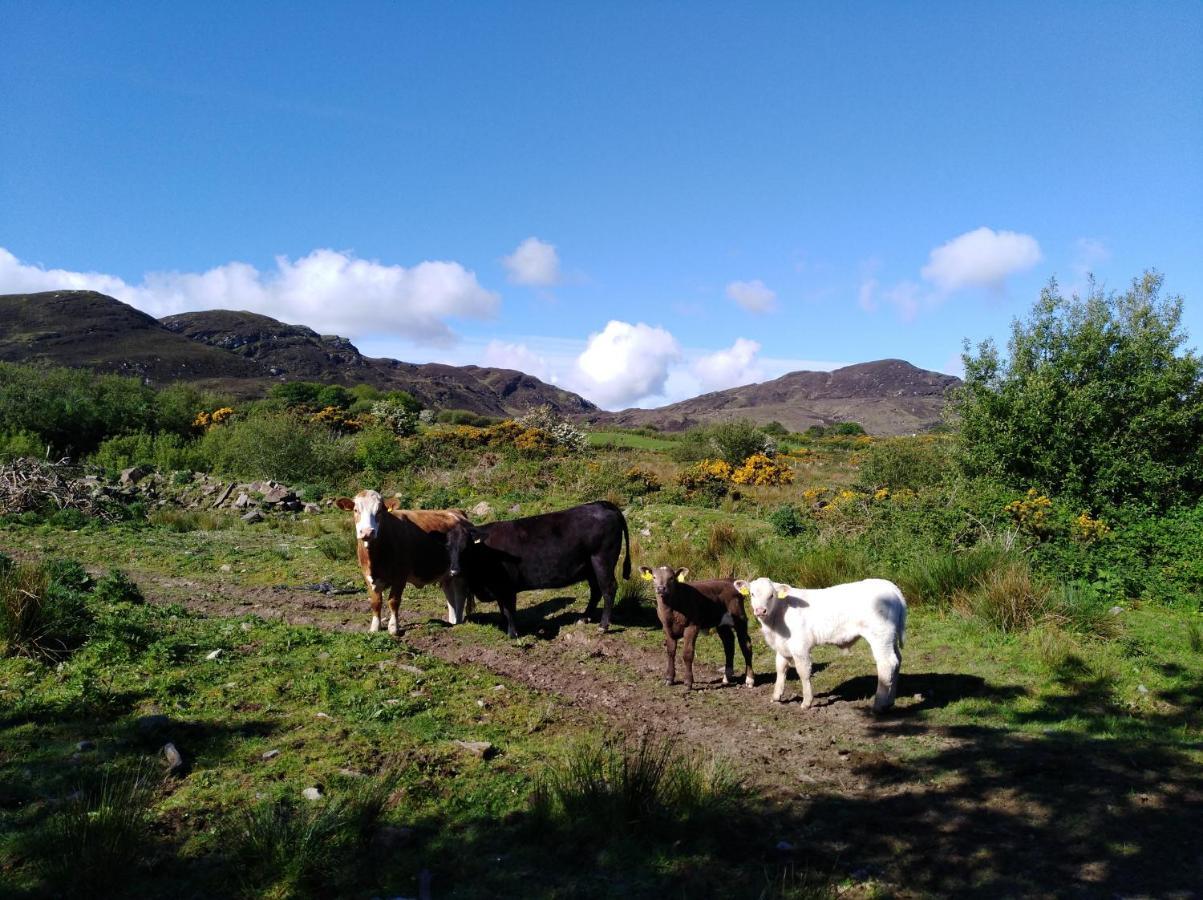 Madra Rua Organic Accommodation Ballyliffin Dış mekan fotoğraf