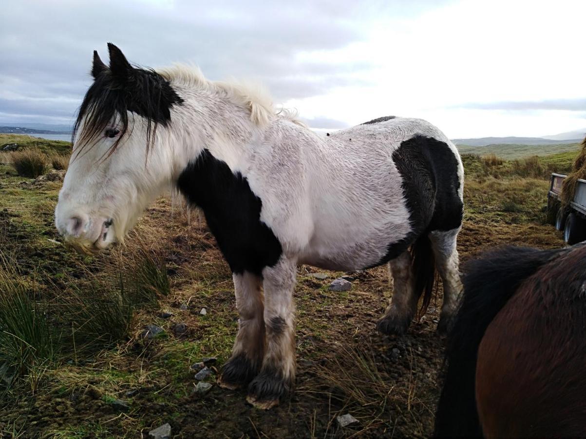 Madra Rua Organic Accommodation Ballyliffin Dış mekan fotoğraf