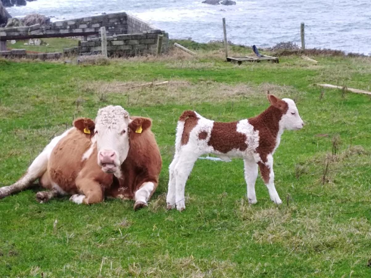 Madra Rua Organic Accommodation Ballyliffin Dış mekan fotoğraf